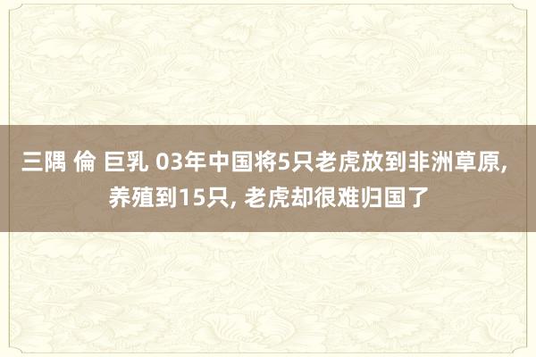 三隅 倫 巨乳 03年中国将5只老虎放到非洲草原， 养殖到15只， 老虎却很难归国了